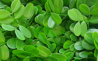 Follaje Artificial Mayoreo para Muros Verdes en mexicoCypress