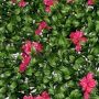 Follaje Artificial Mayoreo para Muros Verdes en mexicoCypress
